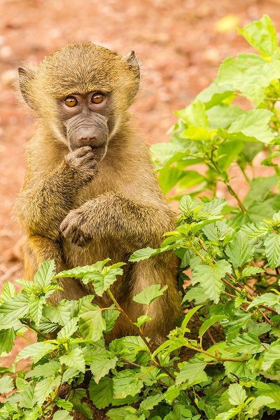 Africa-Tanzania-Lake Manyara National Park Olive baboon baby close-up